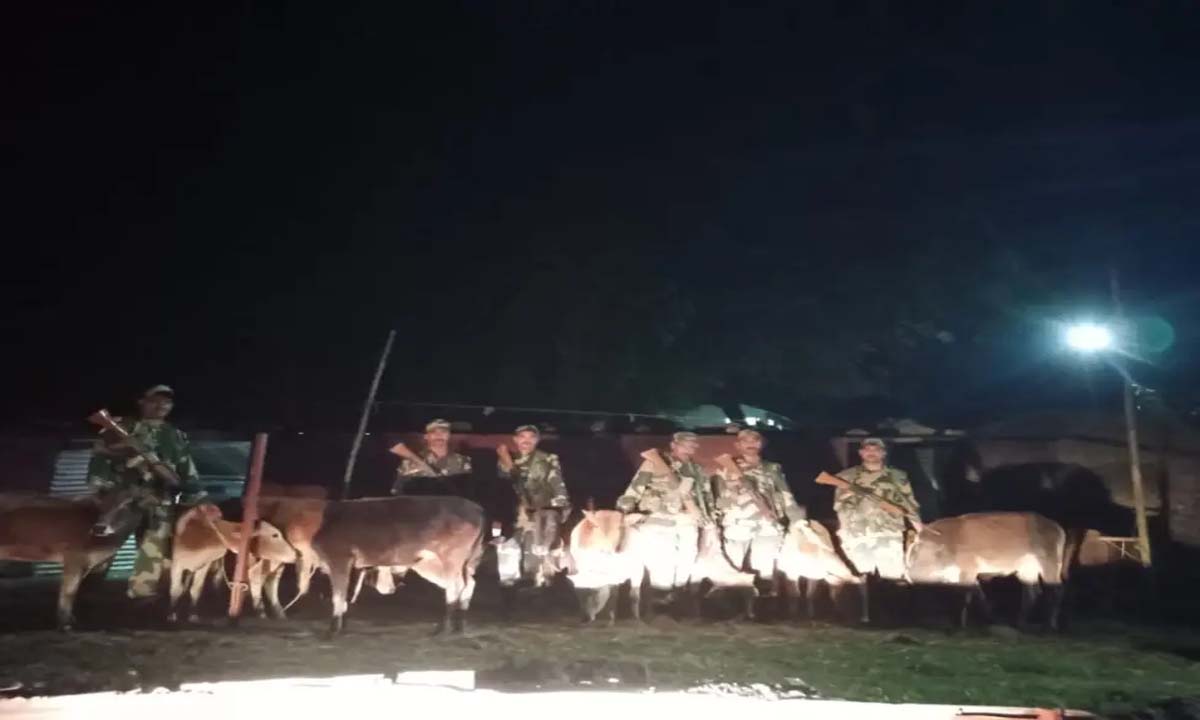 Meghalaya: बीएसएफ ने भारत-बांग्लादेश सीमा से 37 मवेशियों को बचाया