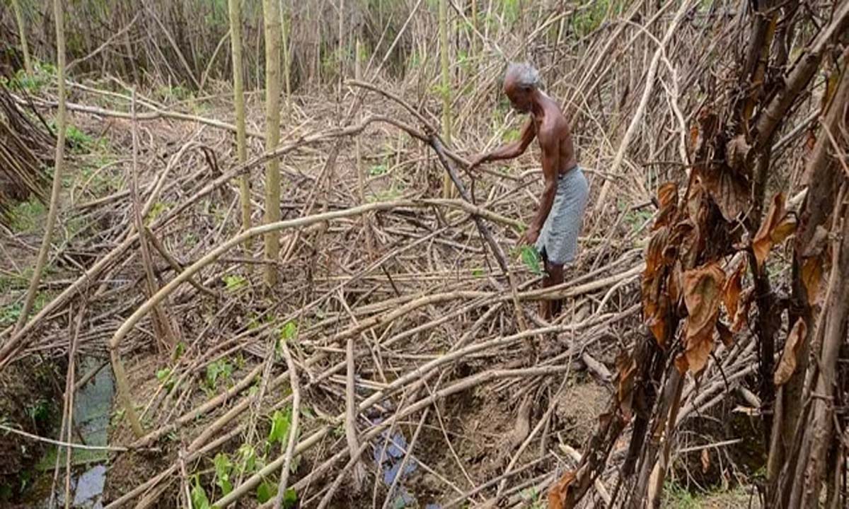 TN: बाढ़ ने पान किसानों की जिंदगी पलट दी, अंगूर के बाग पानी में सड़ गए