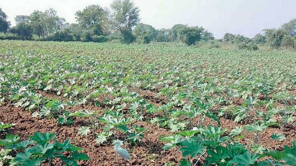 Gujarat : आनंद कृषि विश्वविद्यालय में दिवाली के बीज उत्पादन कम होने का डर, किसानों की हालत खराब