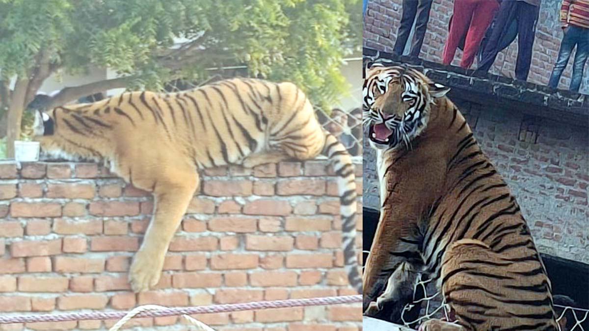 ग्रामीण के मकान की दीवार पर 10 घंटे से डेरा जमाए बैठा बाघ