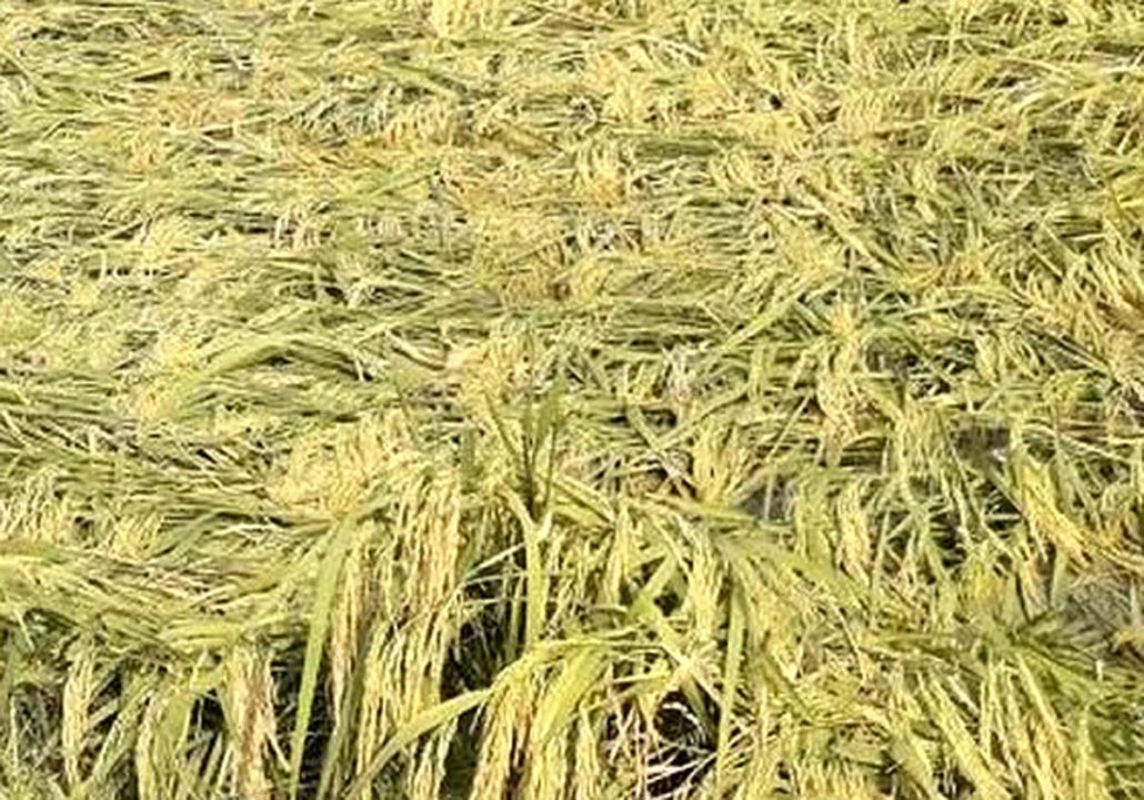 मिंजाई के समय फसल भीगने से किसान परेशान, रुला रहा मौसम