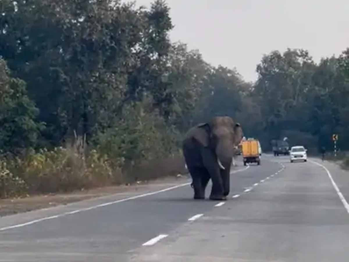 दंतैल हाथी ने फिर रोड जाम किया, परेशान हुए राहगीर