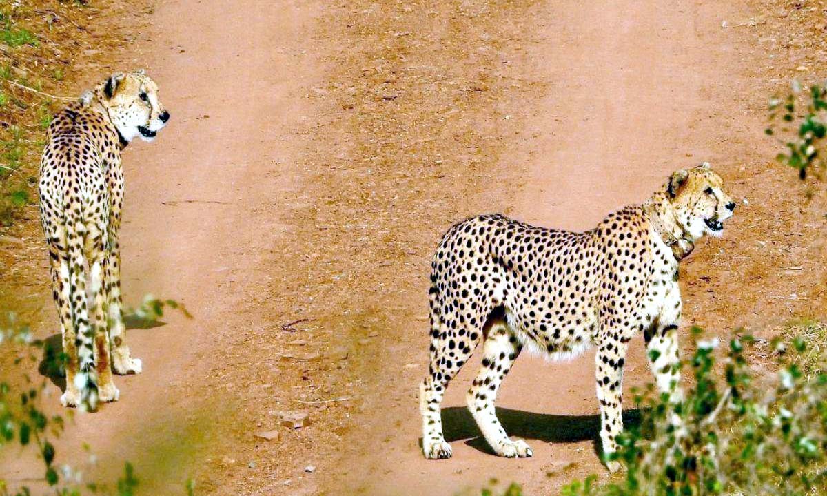 Kuno National Park: कूनो नेशनल पार्क में नर चीतों के बाद अब जंगल में छोड़ा गया मादा चीता का दीदार