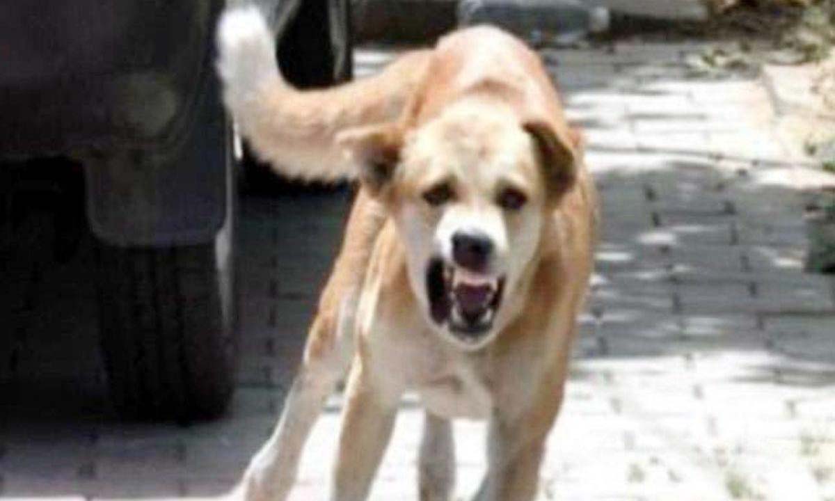 fear of dogs : खेल कर घर आ रही बच्ची को कुत्ते ने काटा