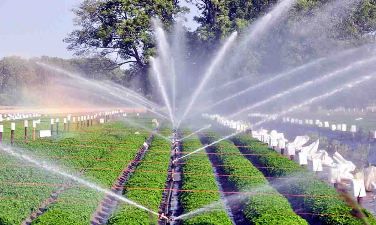 बागवानी फसले मय ड्रिप, मिनि- फव्वारो का उपयोग कर फलदार बगीचा विकसित