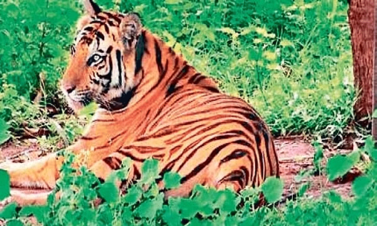 ओडिशा: सतकोसिया एनटीसीए की तीन शर्तों को पूरा करने के लिए तैयार