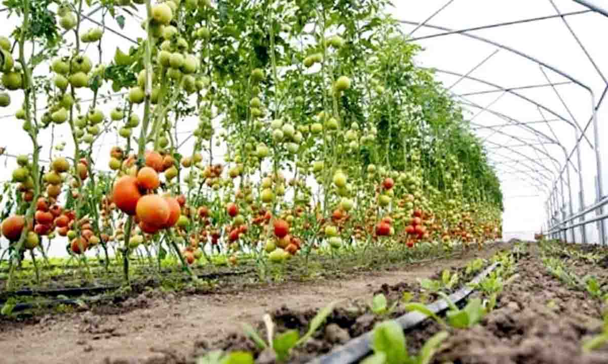धनिया, बैंगन, टमाटर एव लहसुन फसल का 31 तक करा सकेंगे बीमा