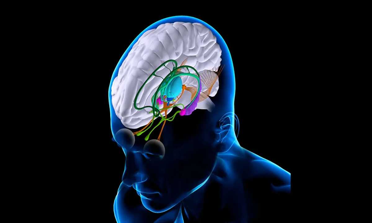 विद्युत मस्तिष्क प्रत्यारोपण मस्तिष्क चोटों वाले रोगियों की करेगा मदद