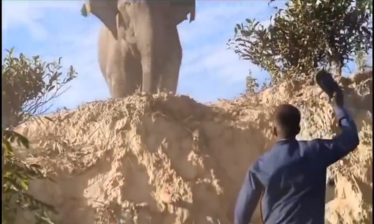 लड़को ने हाथी को किया परेशान, अचानक भड़के गजराज, देखे VIDEO