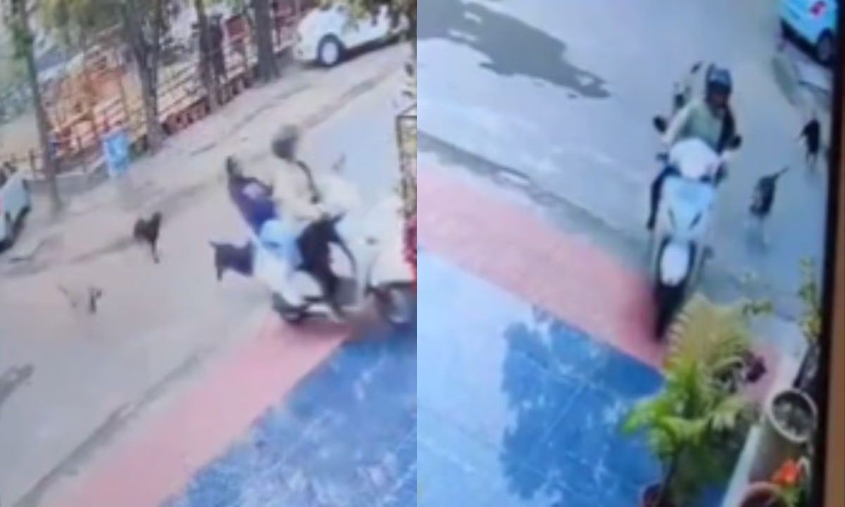 Viral Video: आवारा कुत्तों ने दौड़ाया, महिला ने घर में घुसा दी स्कूटी