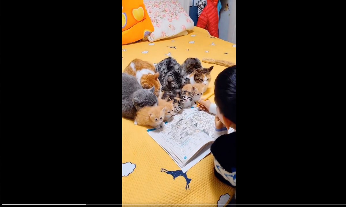 बच्चे के साथ बैठकर पढाई करती पालतू बिल्लियों का VIDEO वायरल