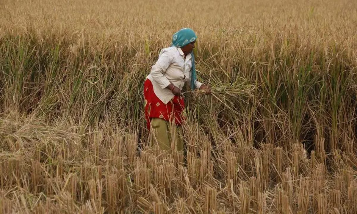 तेलंगाना के पास अधिक धान मिलिंग करने की क्षमता