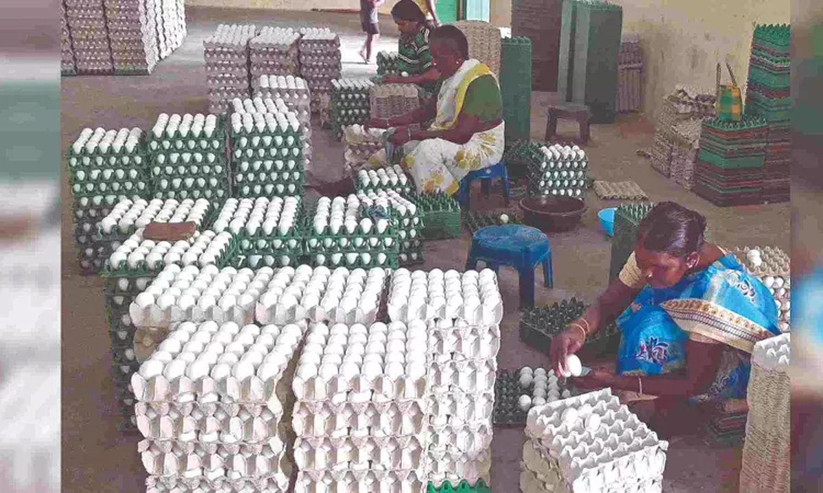 प्रति माह 15 करोड़ अंडों का निर्यात बढ़ा