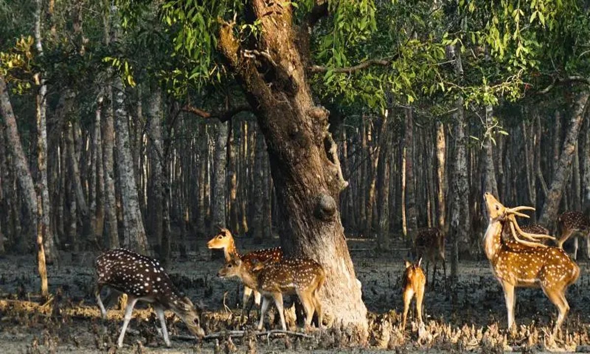 मैंग्रोव वन स्थल पर निर्माण को ध्वस्त करने का आह्वान