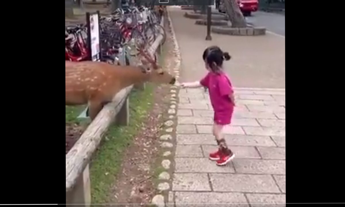 बच्ची ने हिरण को खिलाया खाना, फिर किया सलाम, देखें VIDEO