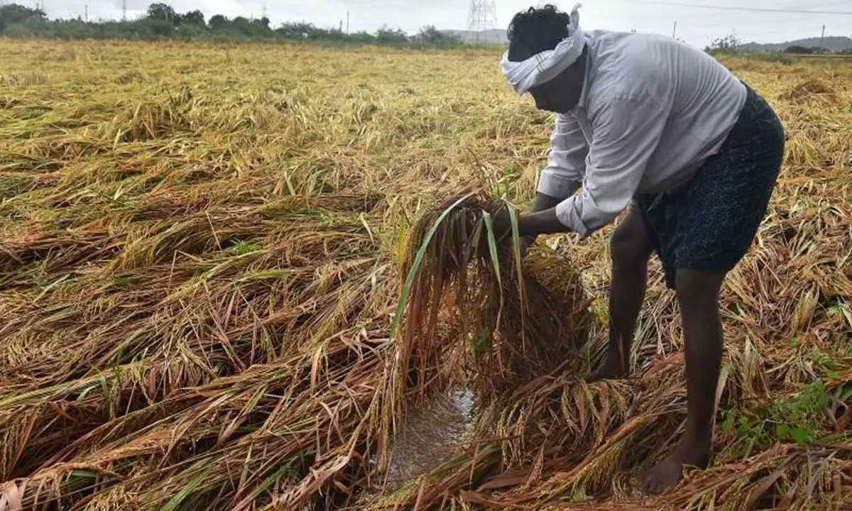 क्षेत्र में चक्रवात आने के बाद धान की फसल बचा रहे किसान