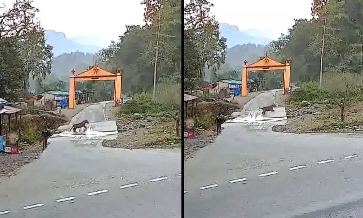स्ट्रीट पर टहलते युवक के सामने अचानक आया बाघ, फिर...