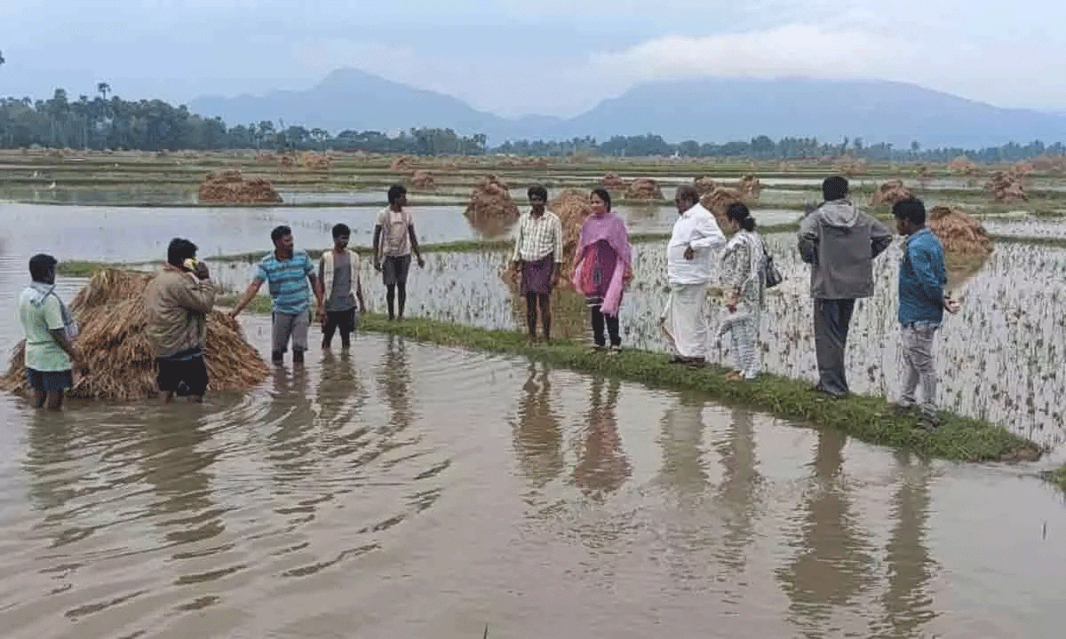 विजयनगरम में 10,000 एकड़ में लगी धान की फसल डूब गई