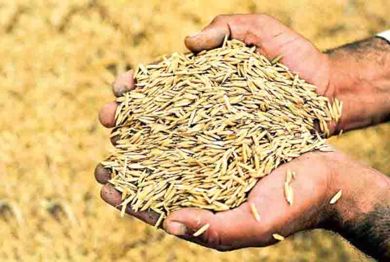 प्रदेश में कल बंद हो जाएंगे धान खरीद केंद्र