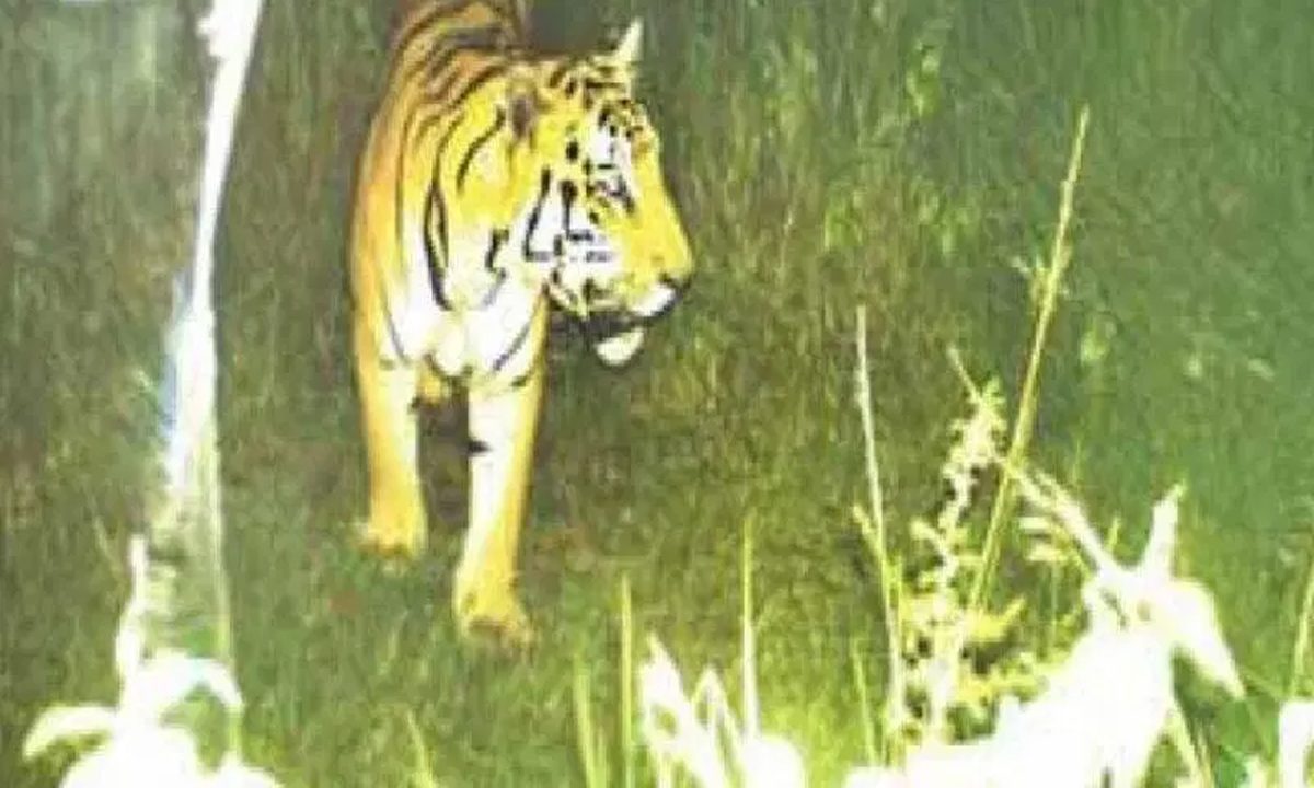 बाघ के हमले से कपास की कटाई प्रभावित, घबरा गए किसान