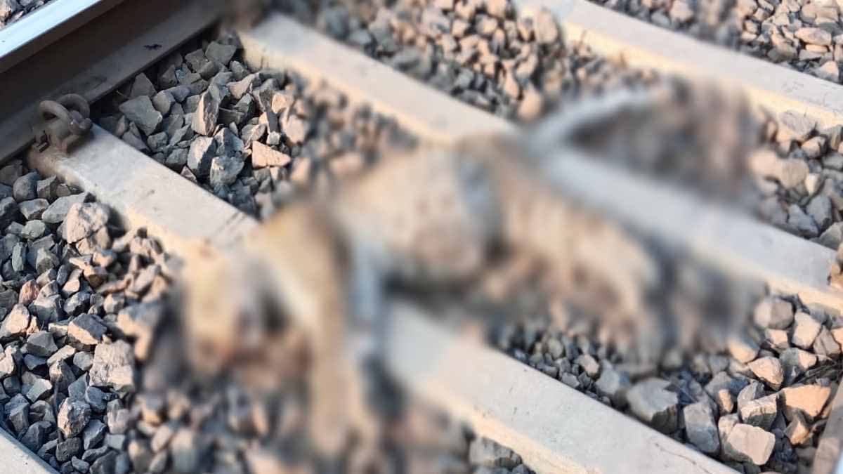 रेलवे ट्रैक पर मिली तेंदुए की लाश, वन विभाग की टीम मौके पर मौजूद