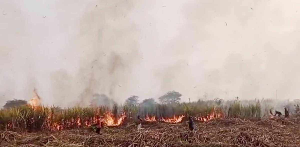 गन्ने के खेत में लगी भीषण आग, मची अफरा-तफरी