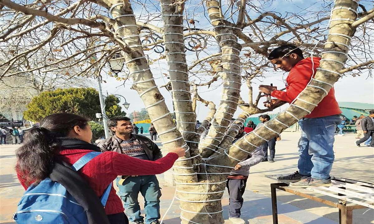 क्रिसमस की सजावट के लिए चिनार के पेड़ों पर कीलें ठोंकी गईं, मुकदमा दायर किया गया