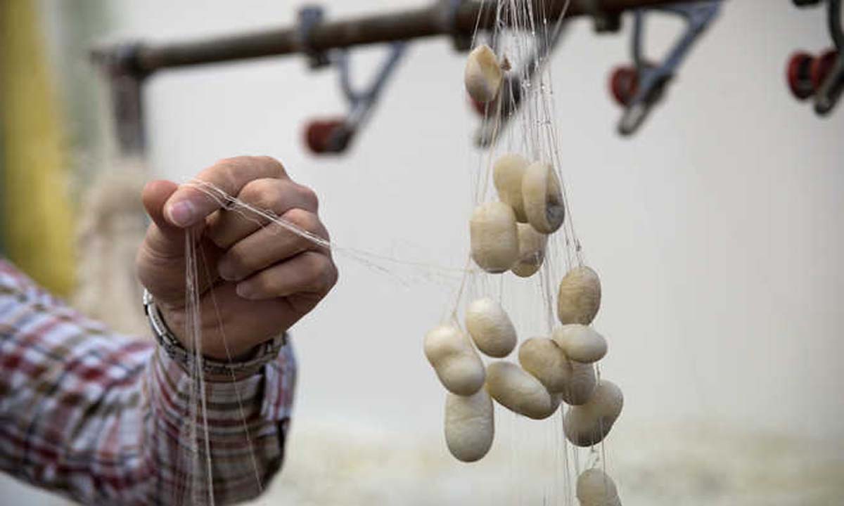अधिकारियों ने रेशम उत्पादन दोगुना करने को कहा