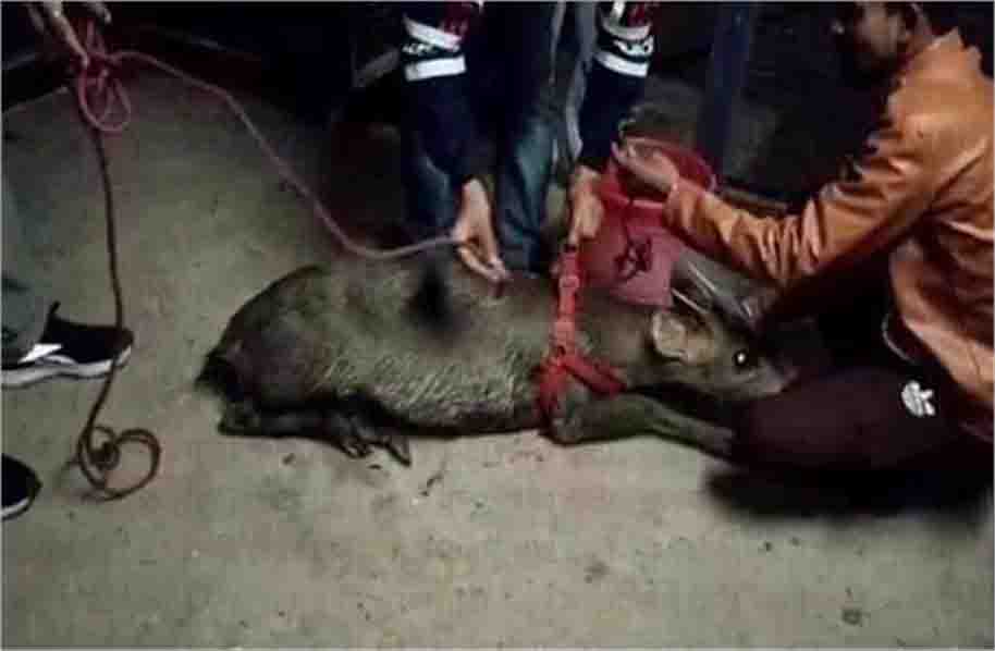 बी.एस.एफ. ने भारत-पाक सीमा पर मिले जंगली हिरण की बचाई जान