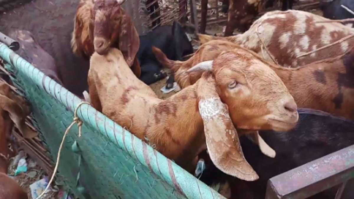 घर की दीवार तोड़कर बकरा-बकरी चुरा ले गए चोर