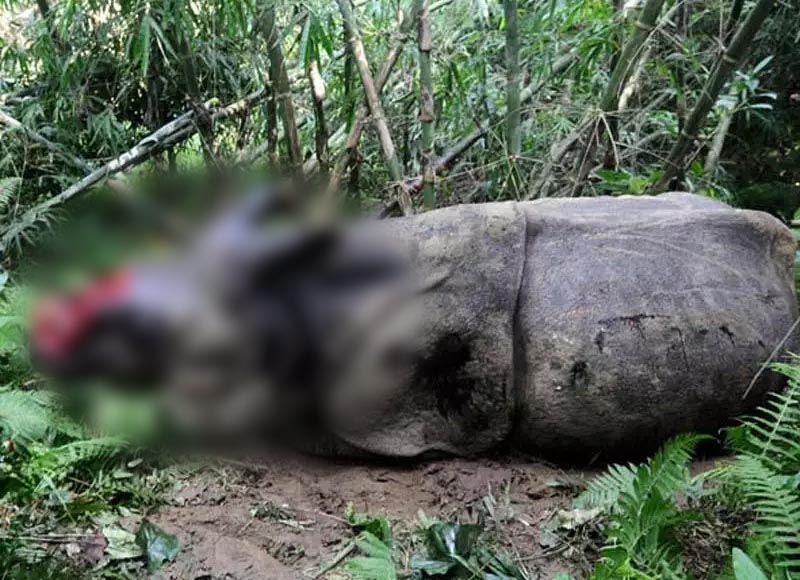 गेंडे की हत्या करने वाला आरोपी गिरफ्तार