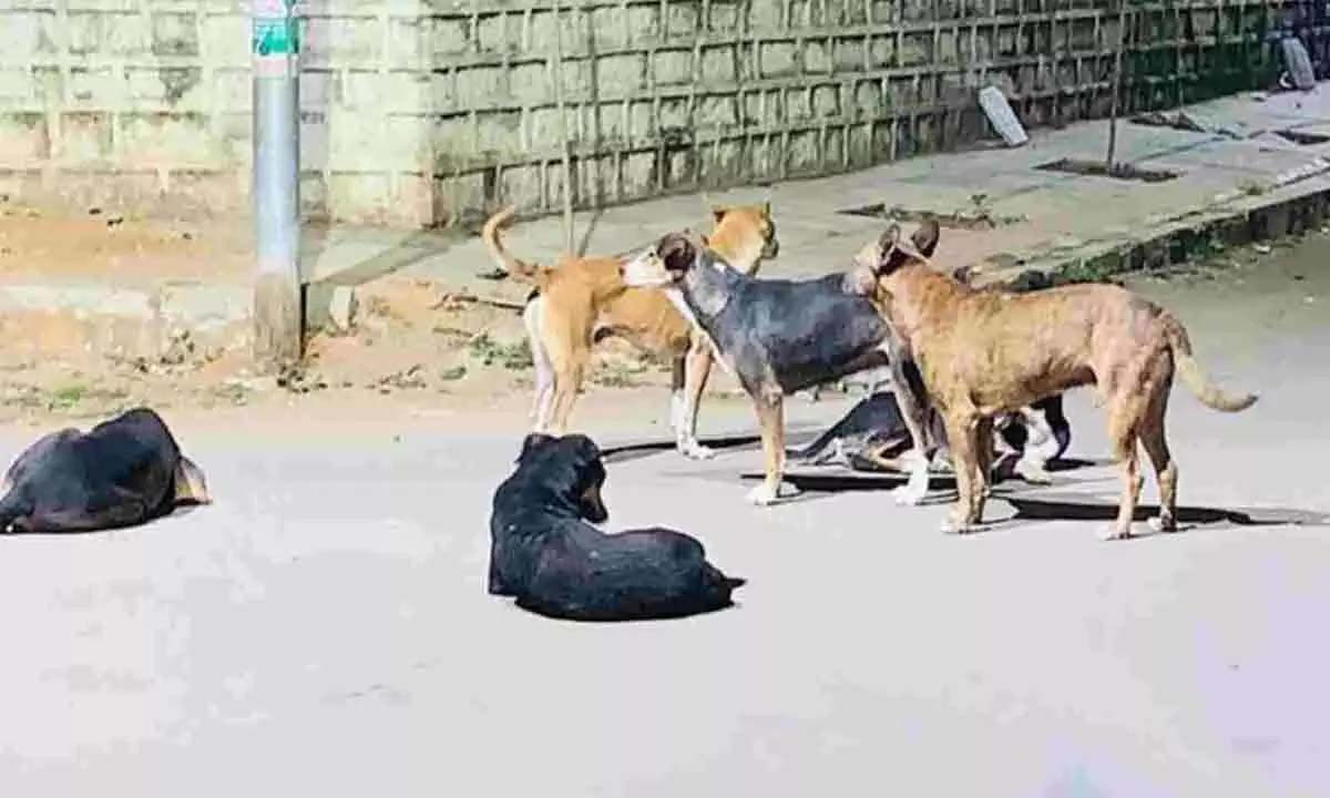 दिलसुखनगर में आवारा कुत्ते ने एक लड़के पर हमला कर दिया