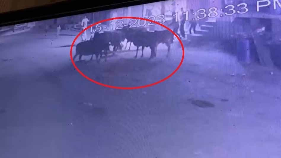 5 सांडों ने मिलकर नाबालिग पर किया हमला, वीडियो वायरल