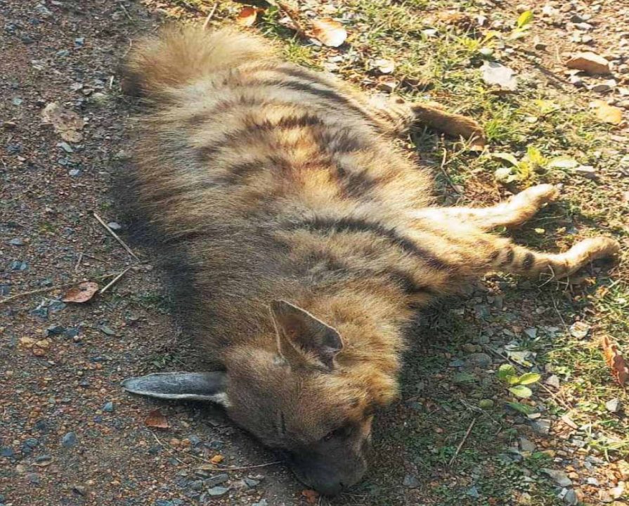 अज्ञात वाहन ने मारी ठोकर, लकड़बग्घे की मौत