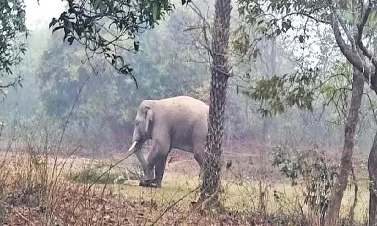 ओडिशा में झुंड से बिछड़े हाथी ने किसान को मार डाला