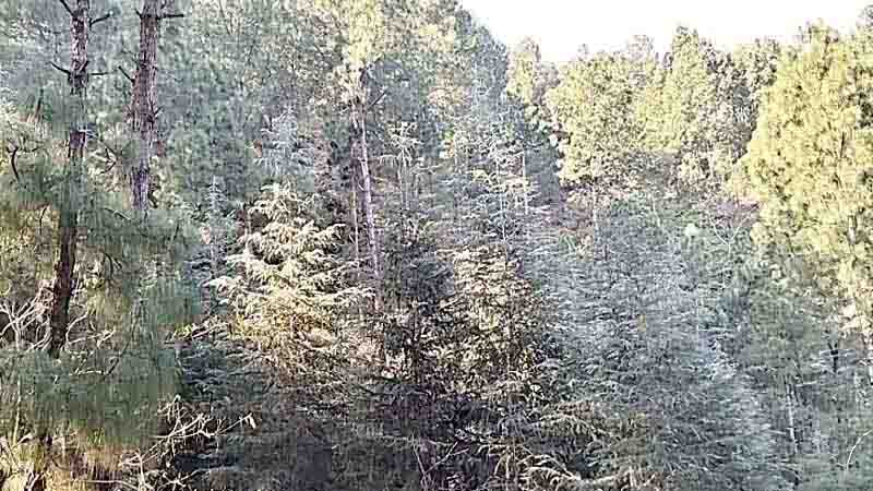 वन लगाओ-रोजी कमाओ के बेहतर परिणाम