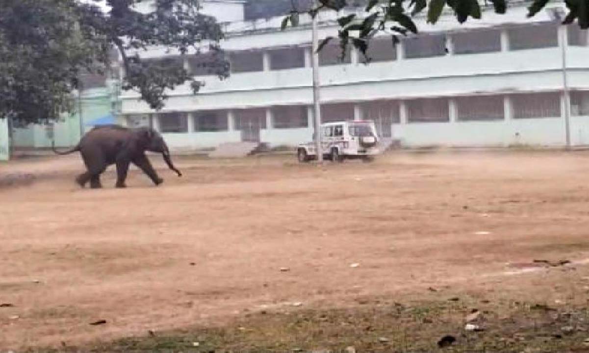 Odisha: सिमिलिपाल राष्ट्रीय उद्यान से जंगली हाथी मयूरभंज जिले के बारीपदा शहर में प्रवेश