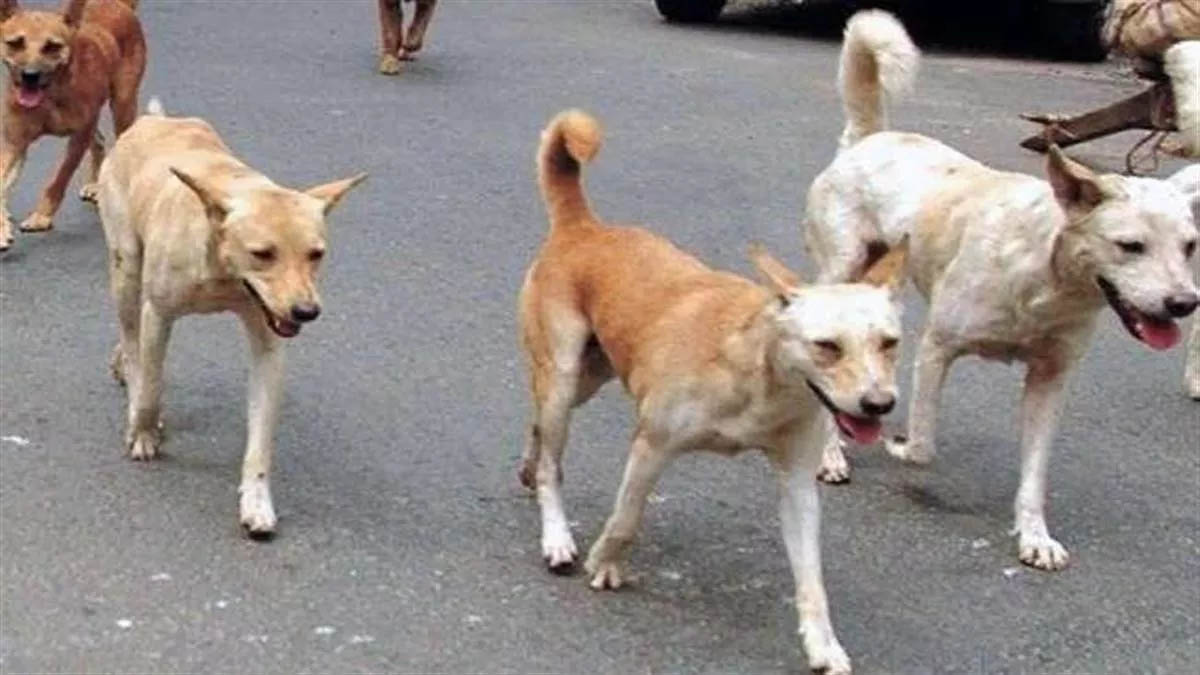 कुत्तों ने चार लोगों को शिकार बनाया