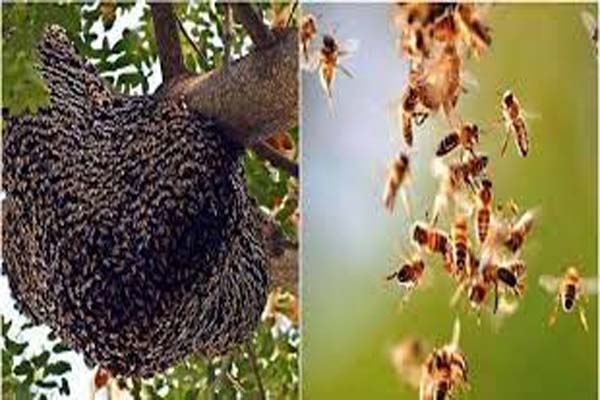 मधुमक्खियों के हमले से 1 की मौत, 3 घायल