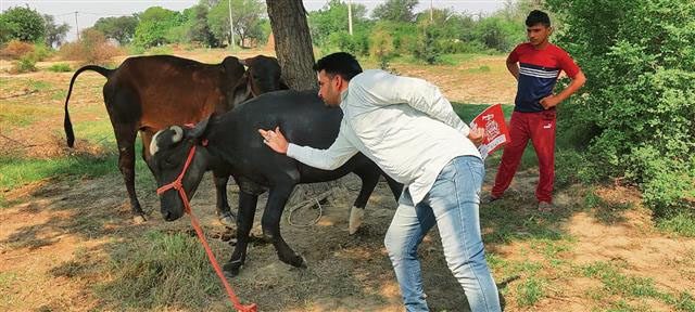 Haryana : हिसार गांव में रहस्यमय बीमारी से 29 भैंसों और बछड़ों की मौत से दहशत