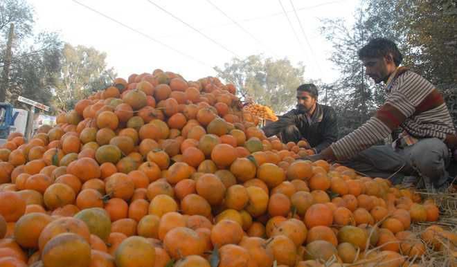 Punjab: किन्नू के निर्यात में गिरावट, अंतरराष्ट्रीय विशेषज्ञों ने किया पंजाब के बगीचों का दौरा