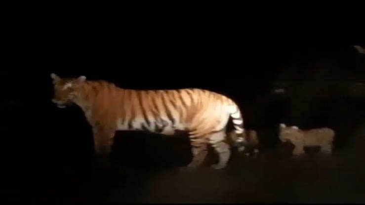 शावकों के साथ सड़क पर दिखी बाघिन