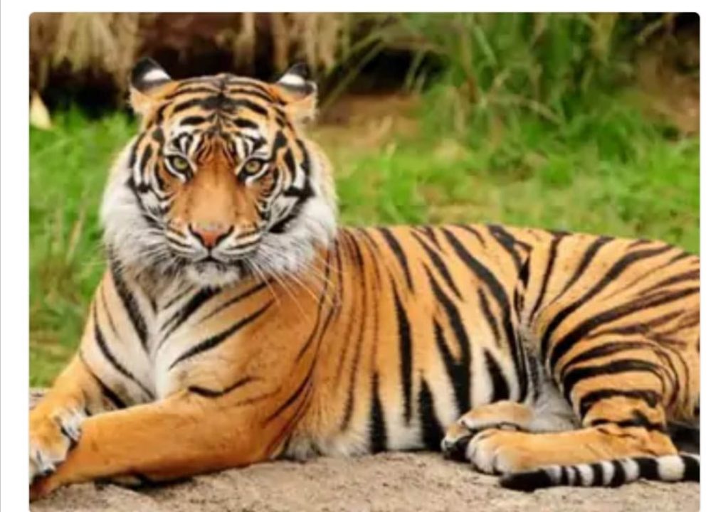 रहवासी इलाको में मिला बाघ, रास्ते में मिले पगमार्क, ग्रामीण में मचा हड़कंप