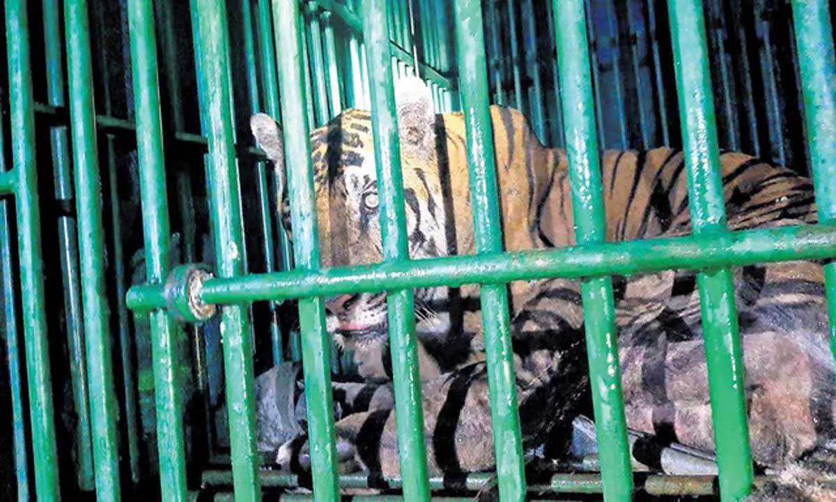 Kerala: बाघ को पिंजरे में कैद किया, शिकार पर भालू के दृश्य से दहशत फैल गई