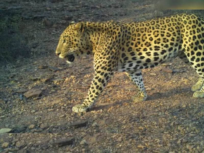 शावकों के साथ दिखा तेंदुआ, ग्रामीणों में दहशत का माहौल