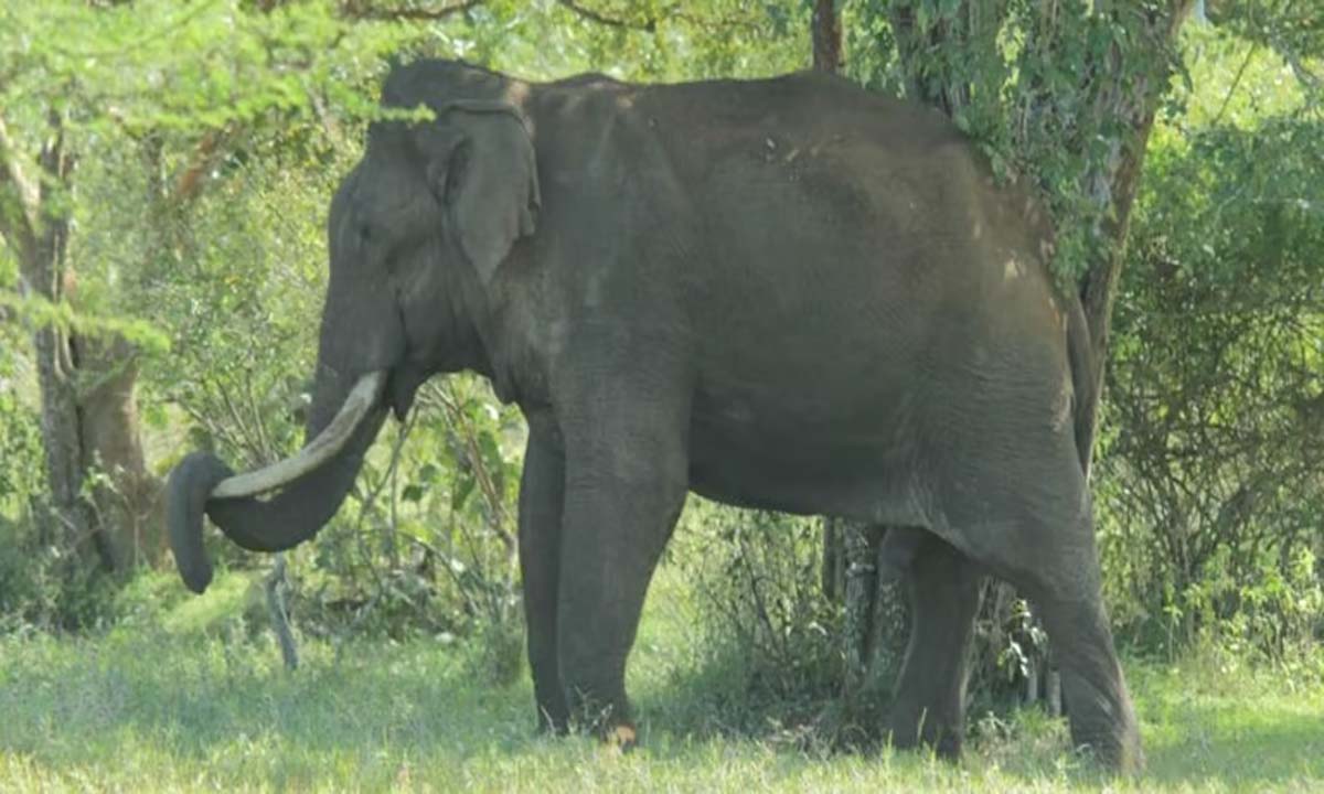 TN: उड्डनपल्ली में 35 वर्षीय महिला की जंबो से कुचलकर मौत