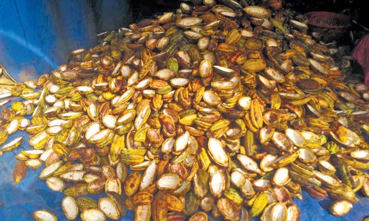 Kerala: कीमतें 44 साल के उच्चतम स्तर पर पहुंचने से केरल के कोको किसान खुश