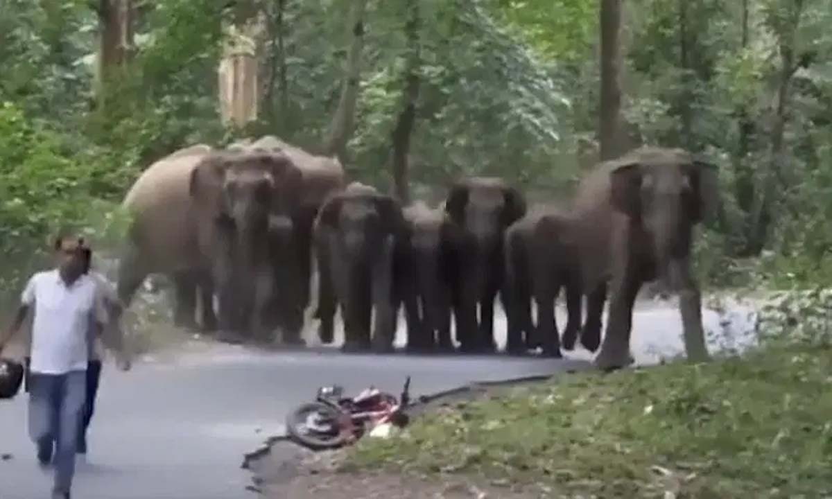 AP: हाथियों के उग्र झुंड ने फसलों को नुकसान पहुंचाया, चित्तूर जिले में तबाही मचाई