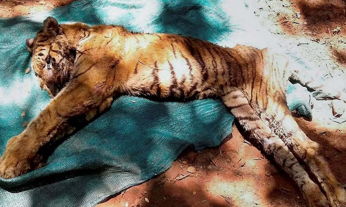 UP News: कतर्नियाघाट वन्यजीव अभयारण्य में बाघिन का शव मिला