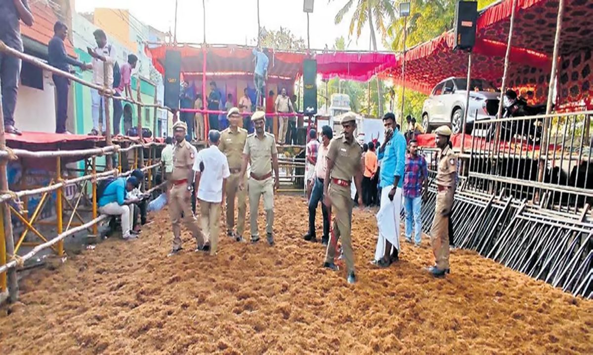 Tamil Nadu: अवनियापुरम जल्लीकट्टू के लिए 1K बैल तैयार